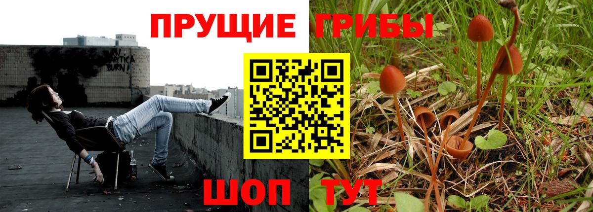 Галлюциногенные грибы Psilocybe Великий Устюг